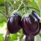 100 Pcs Eggplant Colorful Solanum Melongena Vegetable Seeds