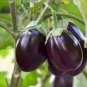 100 Pcs Eggplant Colorful Solanum Melongena Vegetable Seeds