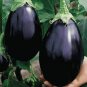 100 Pcs Eggplant Colorful Solanum Melongena Vegetable Seeds
