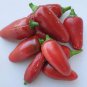 20 Pcs Chilli Red Jalapeno Chili Hot Pepper Seeds