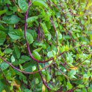 50 Pcs Malabar Spinach Red Vegetable Seeds 50 Pcs Malabar Spinach Red Vegetable Seeds