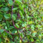 50 Pcs Malabar Spinach Red Vegetable Seeds