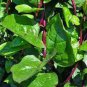 50 Pcs Malabar Spinach Red Vegetable Seeds