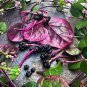 50 Pcs Malabar Spinach Red Vegetable Seeds