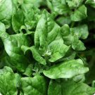 50 Pcs Spinach Heritage New Zealand Seeds