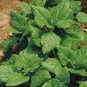 50 Pcs Spinach Heritage New Zealand Seeds