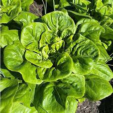 500 Pcs Lettuce Winter Arctic K-i-n-g Seeds