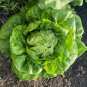 500 Pcs Lettuce Winter Arctic K-i-n-g Seeds