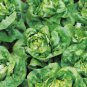 500 Pcs Lettuce Winter Arctic K-i-n-g Seeds