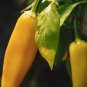 30 Pcs Pepper Sweet Orange Vegetable