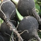 150 Pcs Radish Black Spanish Long Vegetable Seeds 150 Pcs Radish Black Spanish Long Vegetable Seeds