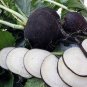 150 Pcs Radish Black Spanish Long Vegetable Seeds