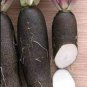 150 Pcs Radish Black Spanish Long Vegetable Seeds