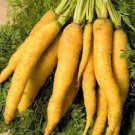 100 Pcs Carrot Solar Yellow Vegetable Seeds 100 Pcs Carrot Solar Yellow Vegetable Seeds