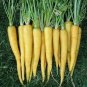 100 Pcs Carrot Solar Yellow Vegetable Seeds