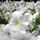 200 Pcs Petunia 'Success' White Trailing Petunia Seeds