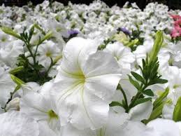 200 Pcs Petunia 'Success' White Trailing Petunia Seeds
