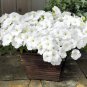 200 Pcs Petunia 'Success' White Trailing Petunia Seeds