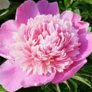 5 Pcs Peony Light Pink Petals Crested Flower Seeds 5 Pcs Peony Light Pink Petals Crested Flower Seeds
