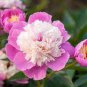 5 Pcs Peony Light Pink Petals Crested Flower Seeds