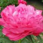 5 Pcs Peony Tulip-typed Ball Shrub Flower Seeds