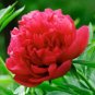5 Pcs Peony Tulip-typed Ball Shrub Flower Seeds