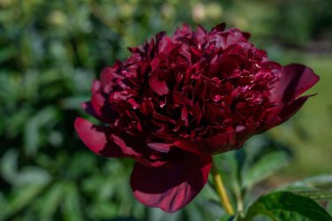 5 Pcs Peony Dark Deep Red Multi-petalled Flower Seeds