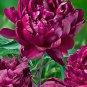5 Pcs Peony Dark Deep Red Multi-petalled Flower Seeds