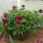 5 Pcs Peony Dark Deep Red Multi-petalled Flower Seeds