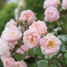 50 Pcs Rose Light Rose Pink Golden Petals Flower Seeds