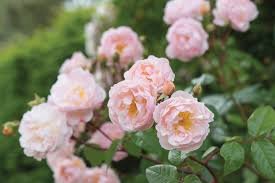50 Pcs Rose Light Rose Pink Golden Petals Flower Seeds