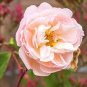 50 Pcs Rose Light Rose Pink Golden Petals Flower Seeds