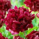 5 Pcs Peony Deep Red Petals Long Hairy Centre Flower Seeds