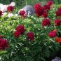 5 Pcs Peony Deep Red Petals Long Hairy Centre Flower Seeds