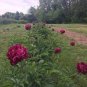 5 Pcs Peony Deep Red Petals Long Hairy Centre Flower Seeds