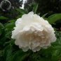 5 Pcs Peony Purely White 'New Brige' Flower Seeds