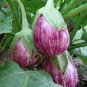 100 Pcs Eggplant Heirloom White Purple 'lamp bulb' Vegetable Seeds