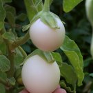 20 Pcs Easter Egg Eggplant 'White Patio' Solanum oviferum Vegetable Seeds