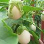 20 Pcs Easter Egg Eggplant 'White Patio' Solanum oviferum Vegetable Seeds