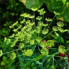 30 Pcs Dill Herb (Anethum graveolens) Seeds 30 Pcs Dill Herb (Anethum graveolens) Seeds