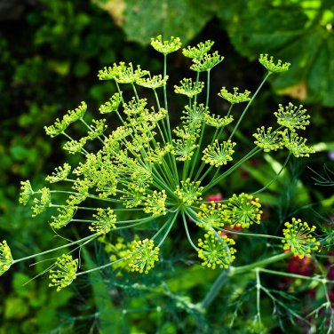 30 Pcs Dill Herb (Anethum graveolens) Seeds