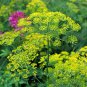 30 Pcs Dill Herb (Anethum graveolens) Seeds