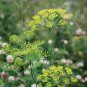 30 Pcs Dill Herb (Anethum graveolens) Seeds