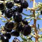 20 Pcs Black Goji lycium ruthenicum Seeds