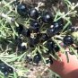 20 Pcs Black Goji lycium ruthenicum Seeds