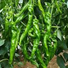 30 Pcs 'Cow-horn' Large Long Cayenne Pepper Vegetable Seeds