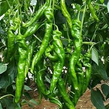 30 Pcs 'Cow-horn' Large Long Cayenne Pepper Vegetable Seeds
