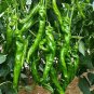 30 Pcs 'Cow-horn' Large Long Cayenne Pepper Vegetable Seeds