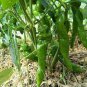 30 Pcs 'Cow-horn' Large Long Cayenne Pepper Vegetable Seeds
