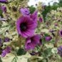 30 Pcs Lavatera arborea Tree Mallow Flower Seeds